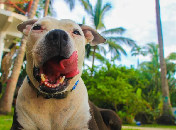 Schattig Pitbull Hond Het Strand Met Groene Palm Bomen Achtergrond Rechtenvrije Stockafbeeldingen