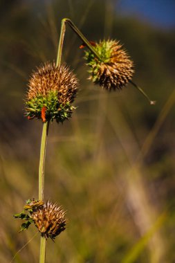 Portakal çiçeğim ve tahta arka plan ile iki dikenli bitkiler 