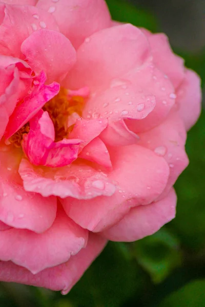 Flor Colorida Que Brilla Con Hermoso Rosa Con Rocío Mañana — Foto de Stock