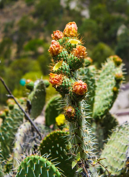 Green cactus with orange flowers