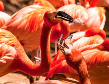 Pembe Caribean flamingolar