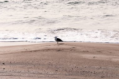 Bir kış plajda bir martı