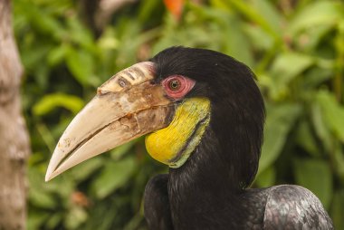 Egzotik bir siyah Kartallar yakın bir görünümü