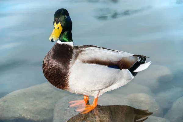 Eine Nahaufnahme einer männlichen Ente, die auf einem Stein in einem sehr klaren Wasser steht und starr schaut — Stockfoto