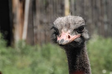 Uzun boyunlu bir devekuşu'nın kafasının Görünümü Kapat. 