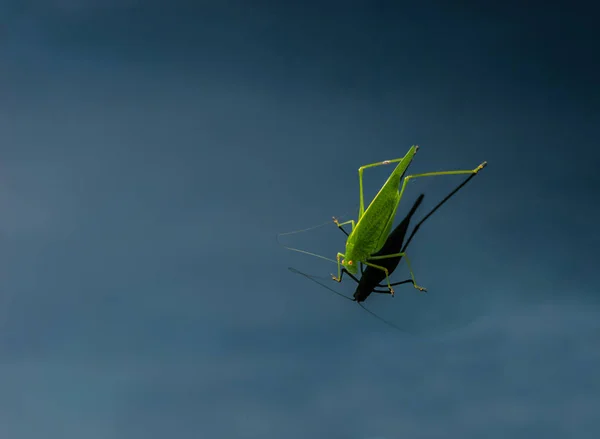 A bright green grasshopper with long hind legs and a pair of thread-like antennae sits on a windshield of a car.