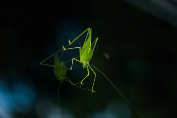 A close-up of a green grasshopper sitting on a windscreen of a car and looking attentively with its yellow eyes.