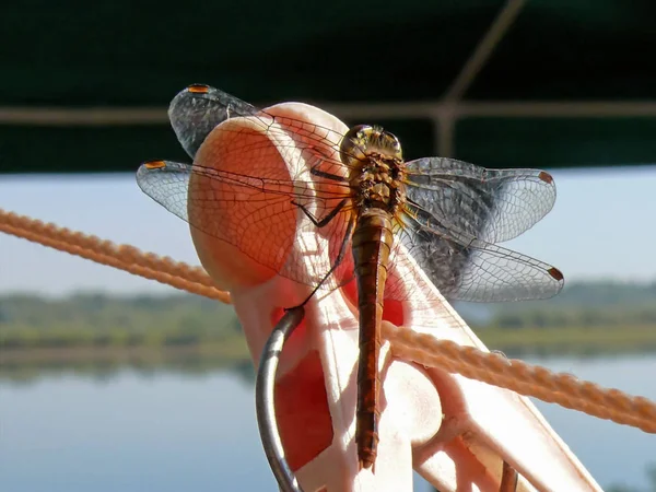 A slender dragonfly sits on the clothes pin and keeps it's wings held out to the sides. — Stock Photo, Image