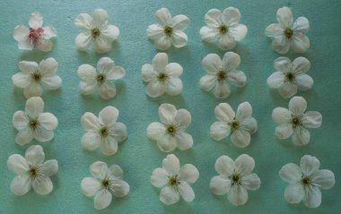 Bir toz-mavi arka plan beyaz elma ve kayısı çiçek.