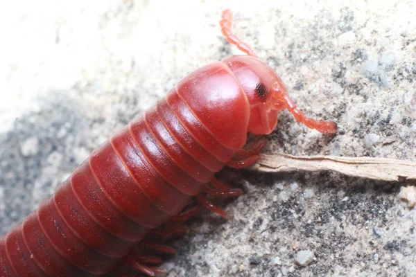 Millipede Dans Jardin Matin — Photo