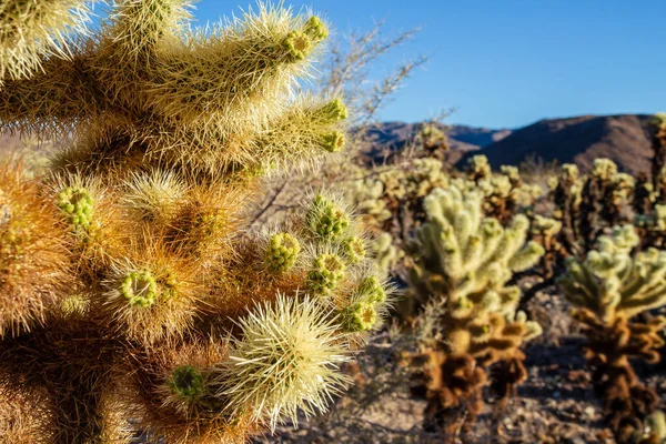 Cholla kaktüsleri Joshua Tree Ulusal Parkı, Kaliforniya, Usa 'daki Cholla kaktüs bahçesinde.