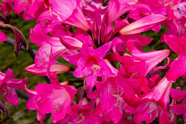 Pembe Amaryllis Belladonna çiçek açıyor. Ayrıca Jersey Zambağı ya da Çıplak Leydi Lily ya da Mart Lily de denir.