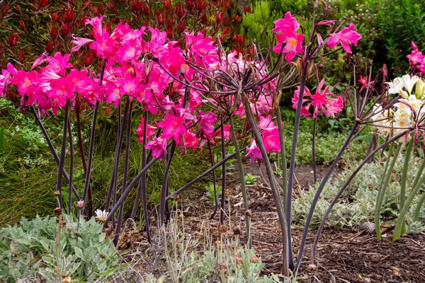 Pembe Amaryllis Belladonna çiçek açıyor. Ayrıca Jersey Zambağı ya da Çıplak Leydi Lily ya da Mart Lily de denir.