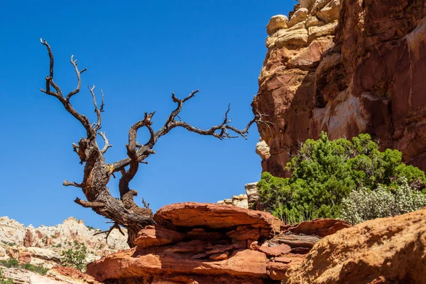 Güneşli bir günde, Utah, Usa 'daki Capitol Resif Ulusal Parkı' ndaki kanyonda kayanın kenarındaki ölü ağaç.