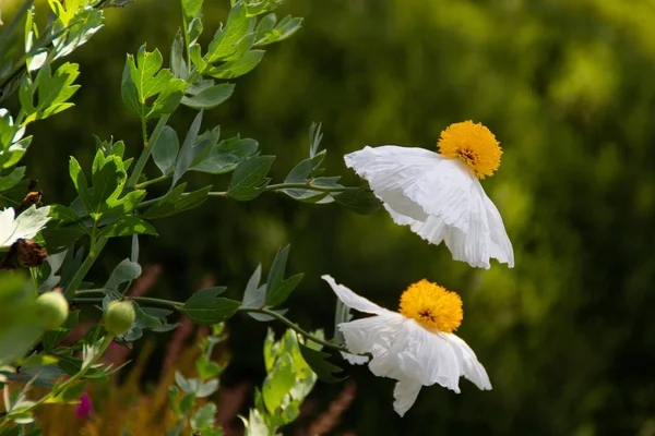 Matilija gelinciklerinin beyaz çiçekleri veya Romneya coulteri, Kaliforniya 'ya özgü kızarmış yumurta çiçeği olarak da bilinir.