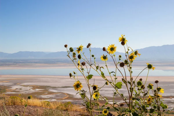 Vahşi Ayçiçeği, Helianthus Annuus Antilop Adası, Büyük Tuz Gölü, Utah, Usa