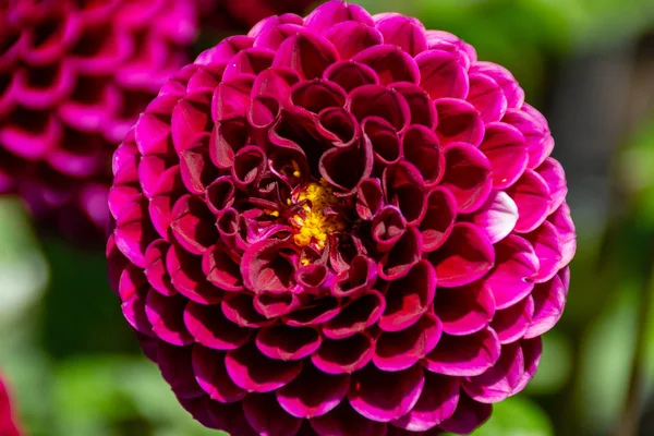 Beautiful violet dahlia flowers in the garden closeup — Stock Photo, Image