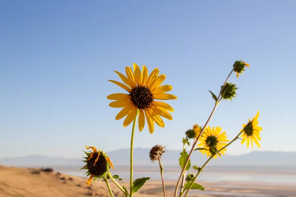 Vahşi Ayçiçeği, Helianthus Annuus Antilop Adası, Büyük Tuz Gölü, Utah, Usa