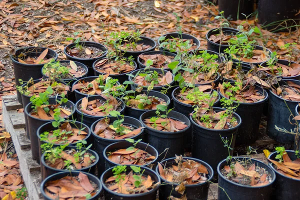 Seedlings in the pots