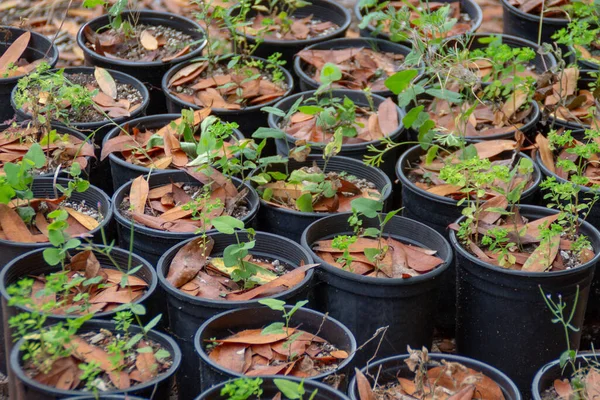 Seedlings in the pots