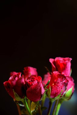 koyu arka plan üzerinde güzel gül buketi