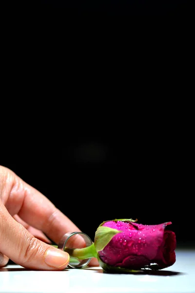 Schöner Ring Für Die Rose — Stockfoto