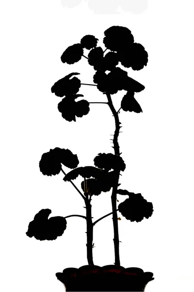 잘와 흰색 배경에 houseplant의 검은 실루엣 — 스톡 사진