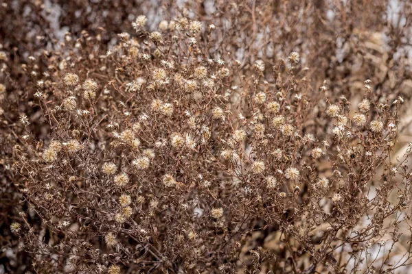 Текстура дрібних сухих коричневих квітів, залишених взимку на бороні — стокове фото