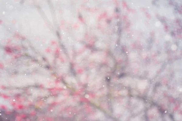 Hiver fond abstrait flou, buisson d'un viorne avec flyi — Photo