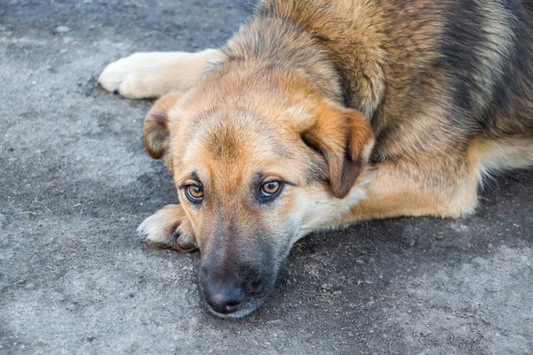 Auf dem Asphalt liegt ein müder Hund mit traurigen Augen, Nahaufnahme _ — Stockfoto