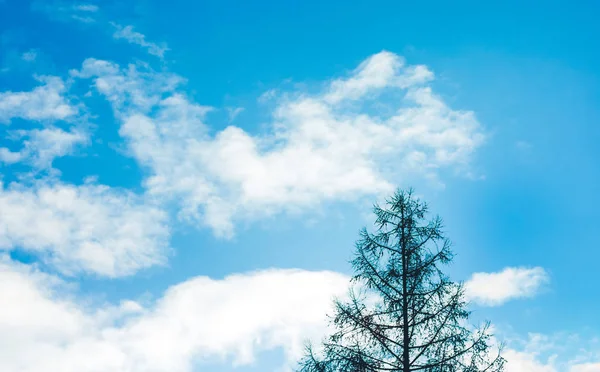 Blue sky with clouds, bright clear day, bottom right, tree_ — Stockfoto