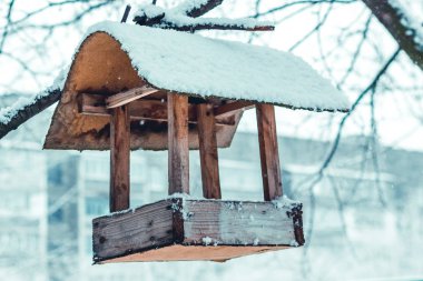 bird feeder hanging on a tree, winter_