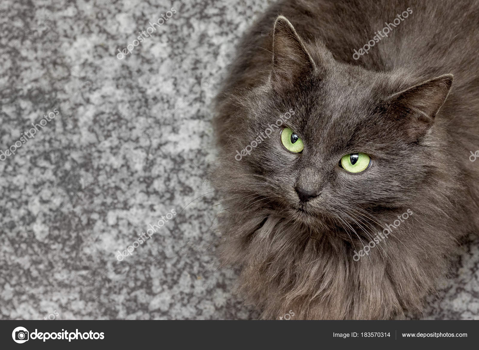 Gray Cat Breed With Green Eyes On A Blurry Background Looking Ge