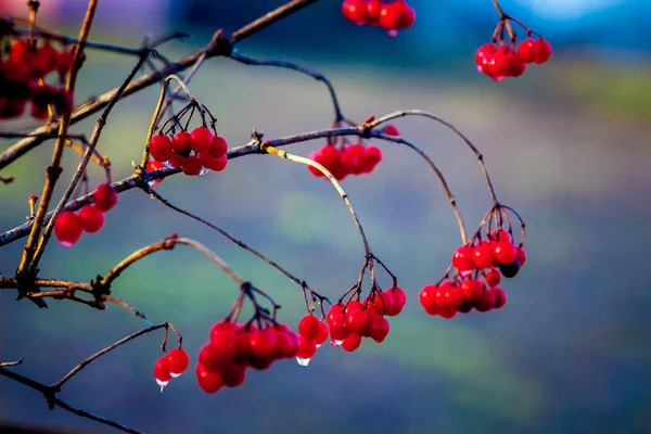 Um ramo de um dewberry com bagas vermelhas brilhantes nas quais uma gota o — Fotografia de Stock