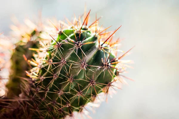 Op een lichte achtergrond, de tak van de cactus met scherpe, lange kolven — Stockfoto