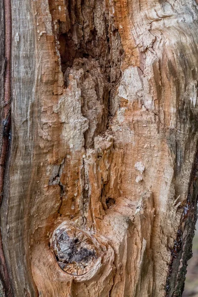 Estructura de madera dividida por la mitad a lo largo del cerezo con un nudo —  Fotos de Stock