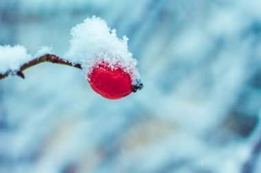 karla kaplı bir bulanık ba üzerinde bir berry ile vahşi bir gül dalı