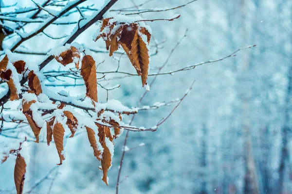 Un charme avec des feuilles séchées sur un fond flou de crique à neige — Photo