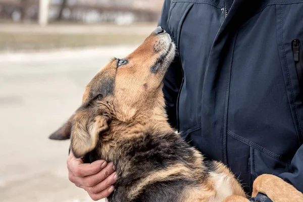 Um homem suporta um cão que se tornou uma pata traseira, que mostra loy — Fotografia de Stock