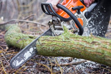 bir forest takas bir adam bir günlük testere testere ile harvestin
