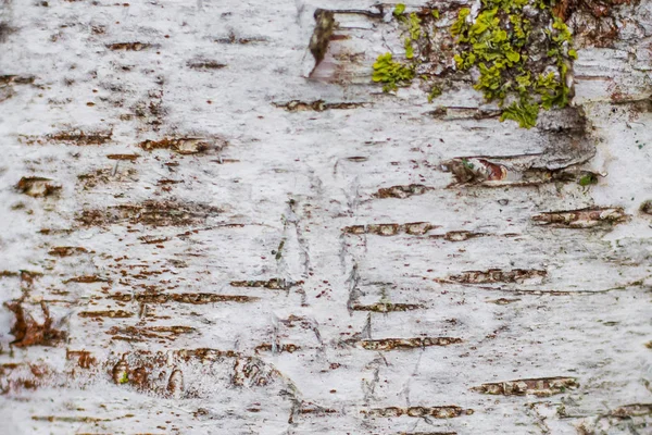 Textura natural de la corteza de abedul, fondo para el diseño _ —  Fotos de Stock