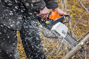 bir forest takas bir adam bir günlük testere testere ile harvestin