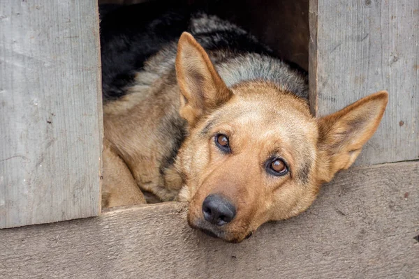 in the dog\'s kennel lies a sad dog, he guards the farm_