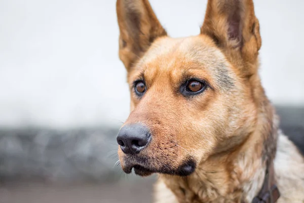 Portrait of thoroughbred dog, attentive focused look_ — Stock Photo, Image