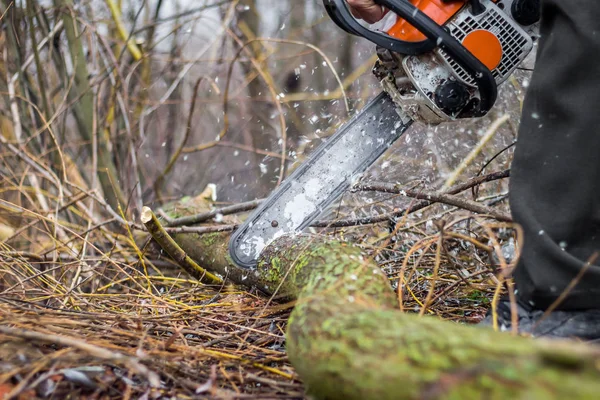 Muže s pilou, řezání protokol, vyjasnily lesů, harvestin — Stock fotografie