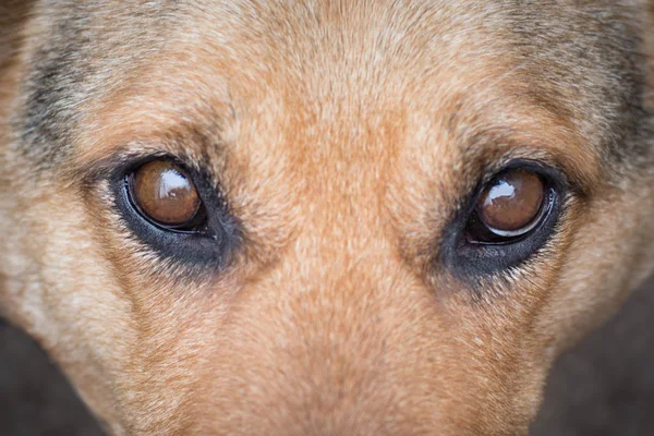 Retrato de perro pura sangre, mirada enfocada atenta _ — Foto de Stock