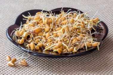 germinated grains of wheat, useful and tasty food_