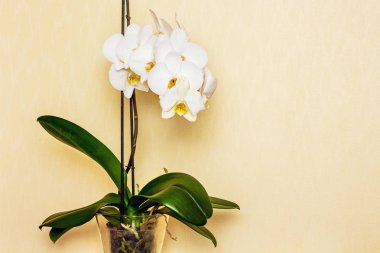 white beautiful orchid flower, buy and sell orchid_