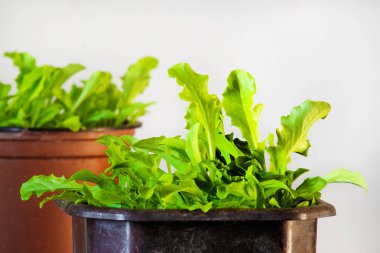  tencerede yetiştirilen salata, vitamin kaynağı, v için sağlıklı gıda