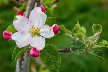 elma çiçek tomurcukları parlak zeolit arka planda, güneşli sprin ile